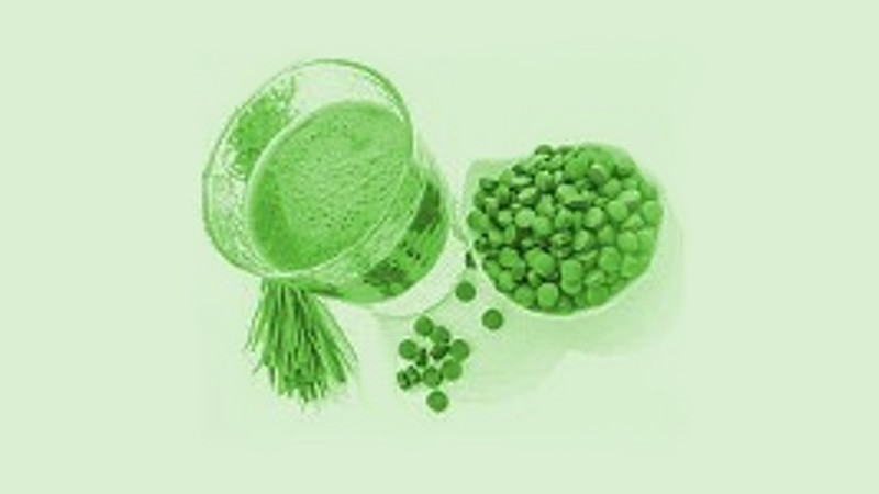 Zelená řasa Chlorella Zelená řasa Chlorella