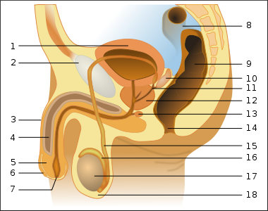 Schema mužského urogenitálního traktu